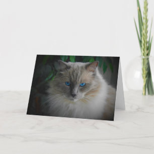 Ragdoll Cat Kaart