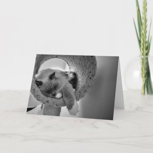 Ragdoll Cat, kaart (Voorkant)