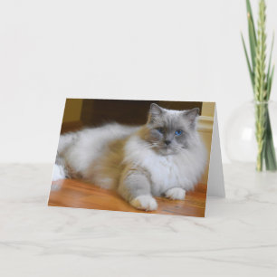 Ragdoll Cat, kaart