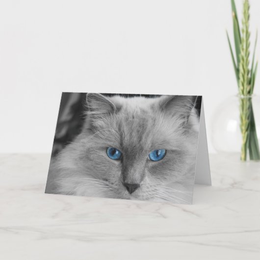 Ragdoll Cat Kaart (Voorkant)