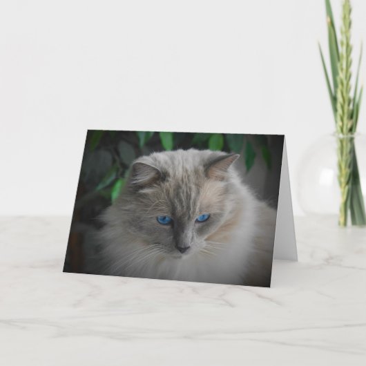 Ragdoll Cat Kaart (Voorkant)