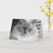 Ragdoll Cat Kaart (Gele Bloem)