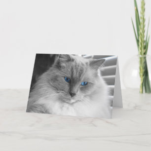 Ragdoll Cat Kaart