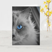 Ragdoll Cat, kaart (Gele Bloem)