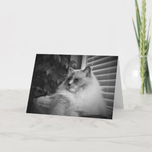 Ragdoll Cat-kaart Kaart