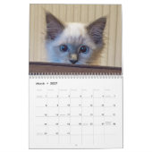 Ragdoll Cat Kalender (Mar 2027)