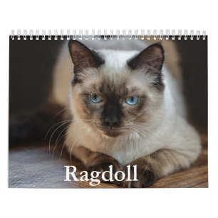 Ragdoll Cat Kalender