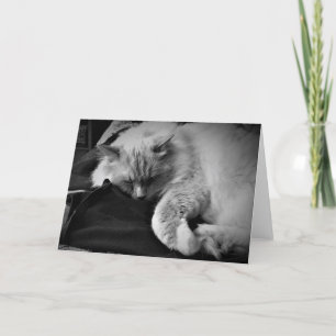 Ragdoll Cat / Noir, kaart