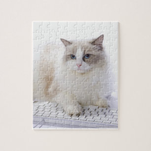 Ragdoll Cat op toetsenbord Legpuzzel