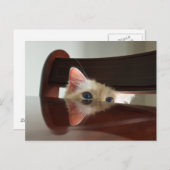 Ragdoll Cat Peking Briefkaart (Voorkant / Achterkant)