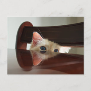 Ragdoll Cat Peking Briefkaart