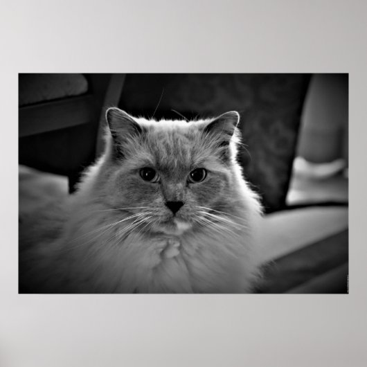 Ragdoll Cat Poster (Voorkant)