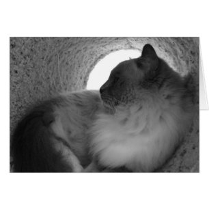 Ragdoll Cat Profile - Noir, kaart