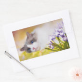 Ragdoll Cat Stickers (Envelop)
