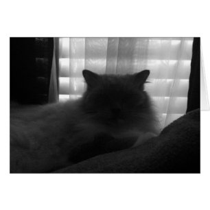 Ragdoll Cat - Watcher in Dusk - Noir