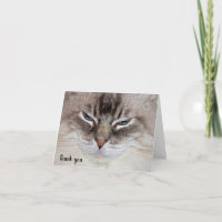 Ragdoll Chat Merci de soins pour animaux de compag