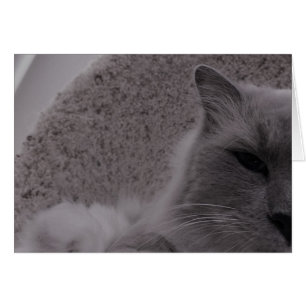 Ragdoll Chat / Noir, carte