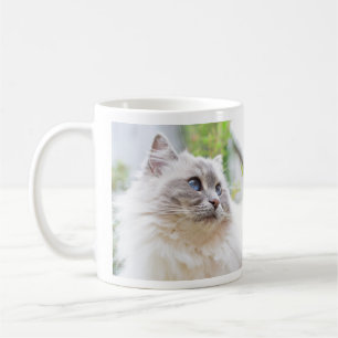 Ragdoll Cute Cat Mok