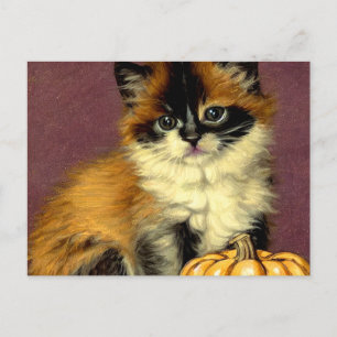 Ragdoll Halloween Cat Briefkaart