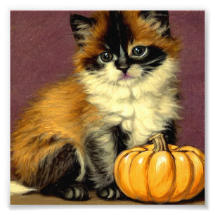  Ragdoll Halloween Cat Foto Afdruk
