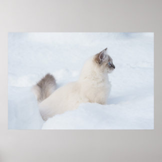 Ragdoll in het sneeuwposter poster