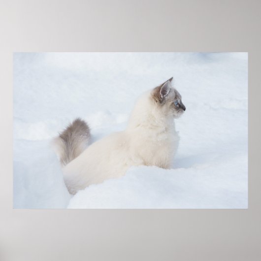 Ragdoll in het sneeuwposter poster (Voorkant)