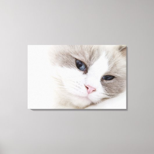 Ragdoll-kat Canvas Afdruk (Voorkant)