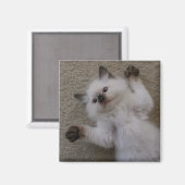 Ragdoll-Kat Magneet (Voorkant / Achterkant)