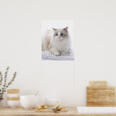 Ragdoll-kat op computertoetsenbord poster (Keuken)