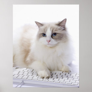 Ragdoll-kat op computertoetsenbord poster