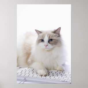 Ragdoll-kat op computertoetsenbord poster
