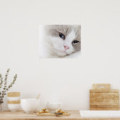 Ragdoll-kat Poster (Keuken)