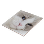 Ragdoll-kat Tegeltje (Zijkant)