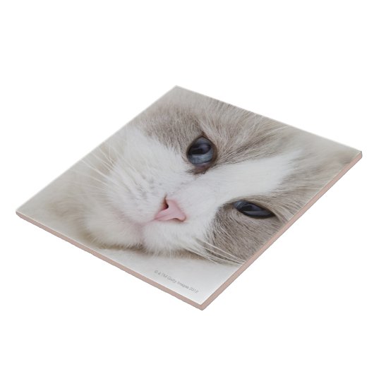 Ragdoll-kat Tegeltje (Zijkant)