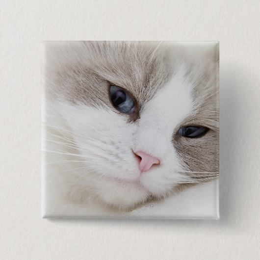 Ragdoll-kat Vierkante Button 5,1 Cm (Voorkant)