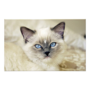 Ragdoll katje foto afdruk