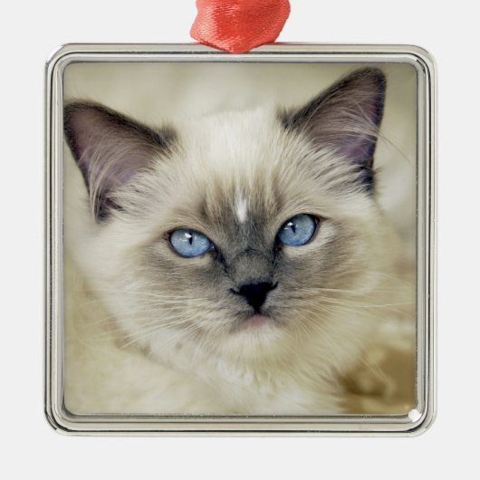 Ragdoll katje metalen ornament (Voorkant)