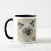 Ragdoll katje mok (Links)
