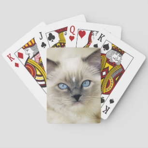 Ragdoll katje pokerkaarten