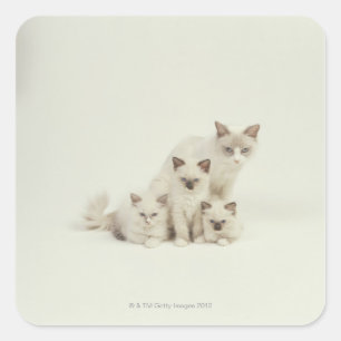 Ragdoll kattenvrouw met kittens vierkante sticker