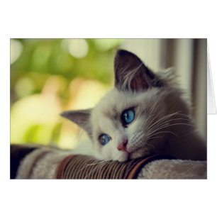 Ragdoll Kitten