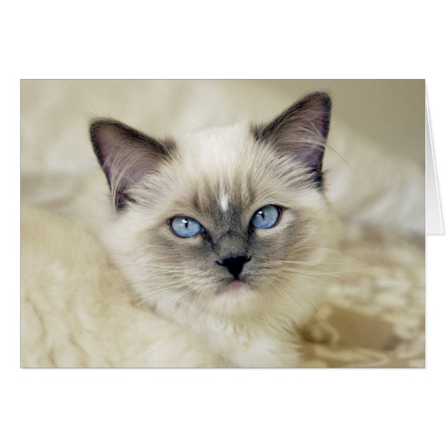 Ragdoll kitten (Voorkant Horizontaal)