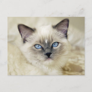Ragdoll kitten briefkaart