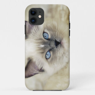 Ragdoll kitten iPhone 11 hoesje