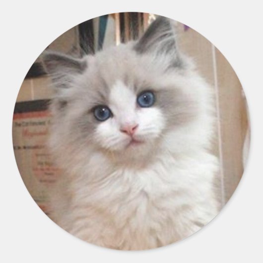 Ragdoll Kitten Cutie Ronde Sticker (Voorkant)