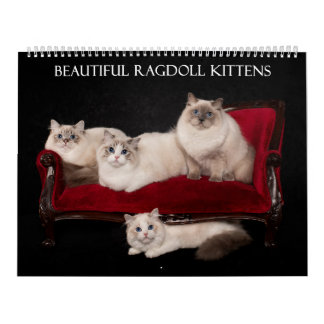 Ragdoll Kitten Kalender