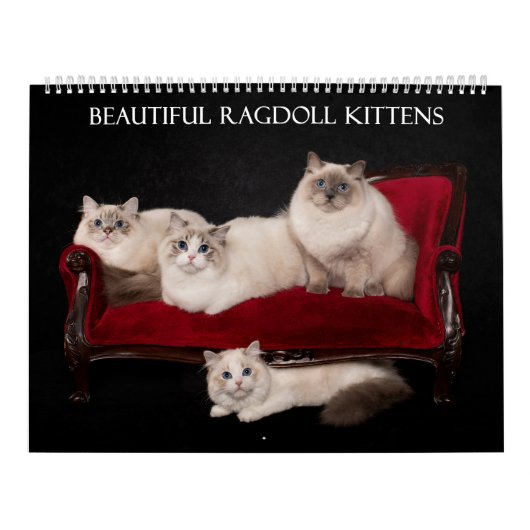 Ragdoll Kitten Kalender (Hoes)