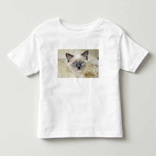 Ragdoll kitten kinder shirts (Voorkant)