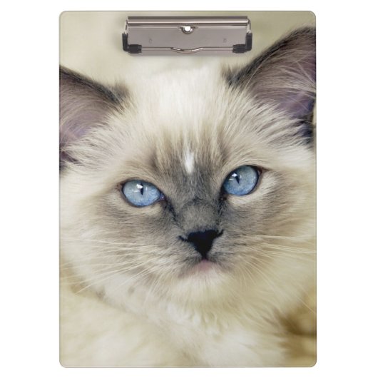 Ragdoll kitten klembord (Voorkant)