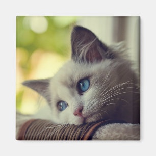 Ragdoll Kitten Magneet